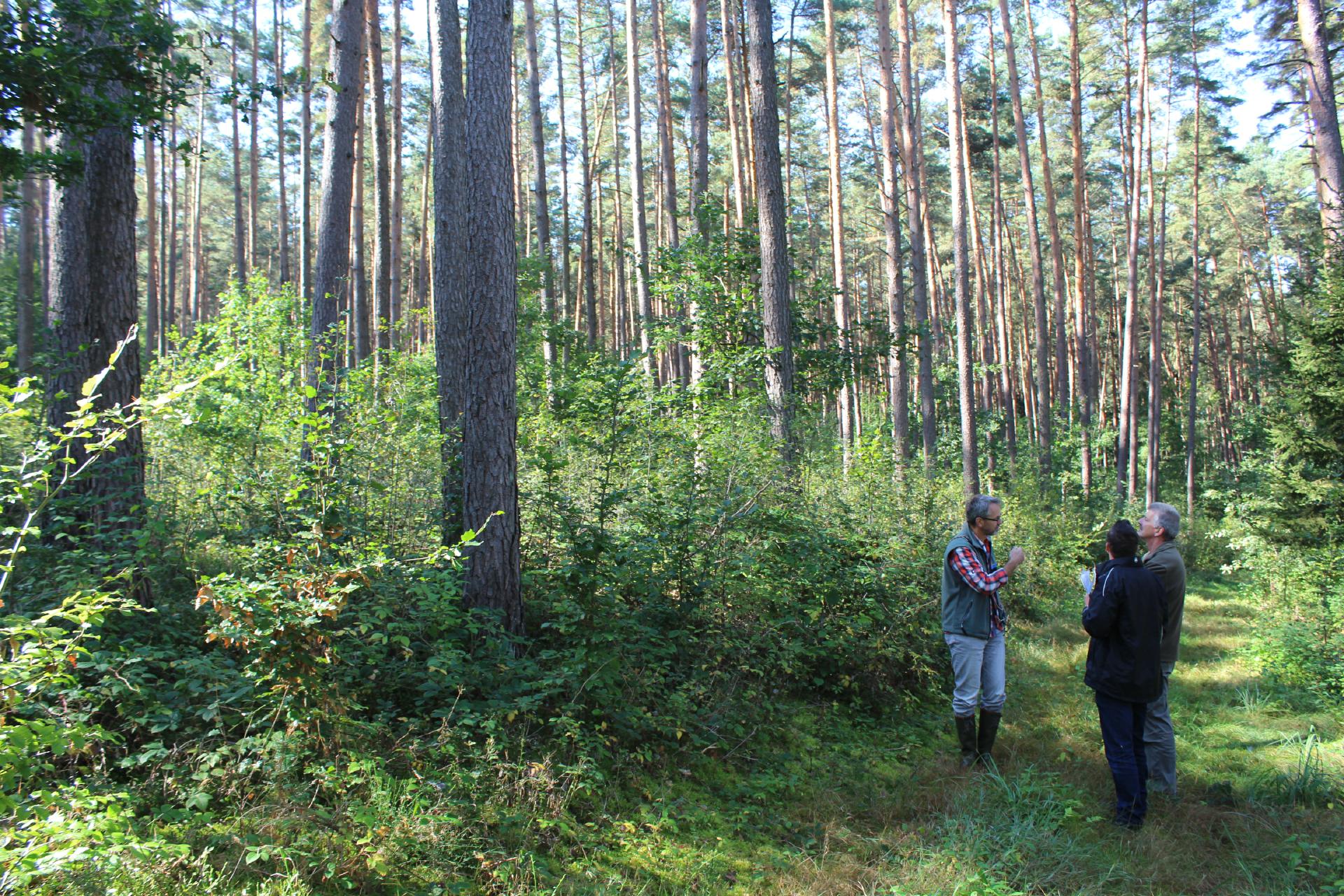 Waldumbau; Foto: © PKi